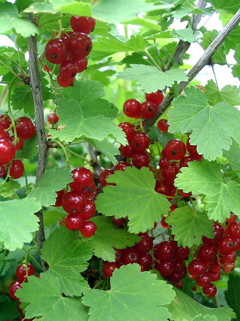 How to Grow Currants, Lots of Tips and Ideas for Growing Currants