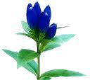 uses of indian gentian in medicine and its health benefits