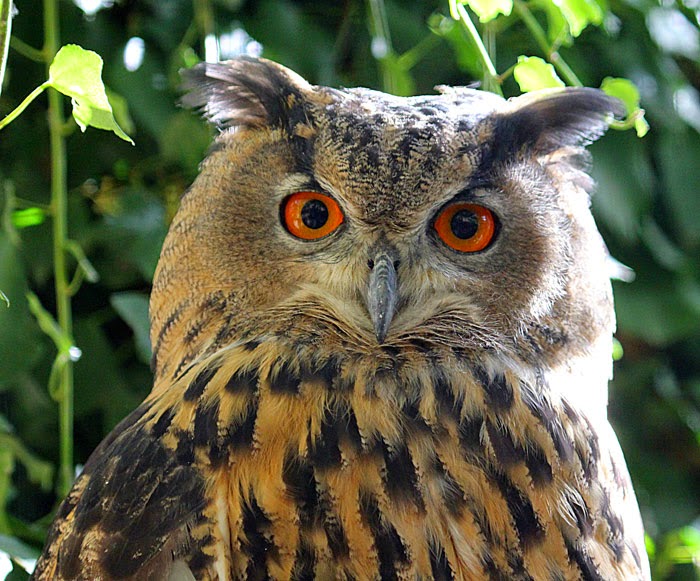 FOTO NATURA HUESCA 2: BÚHO REAL Bubo bubo Carl von Linné, 1758 eagle-owl