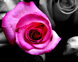 pink rose roses desktop backgrounds wallpapers background flowers tamil wallpapersafari pudhu kadhal