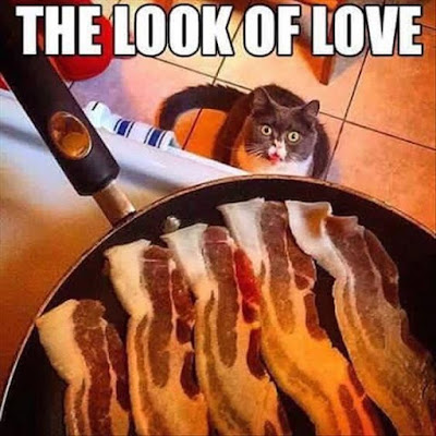 cat bacon, cat look of love, funny cat pictures, cat humor, cat memes, pet cats, indoor cats