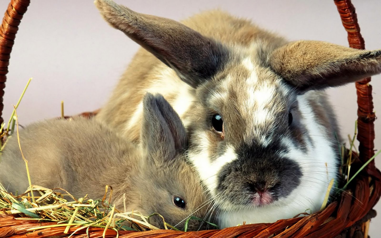 Top 33 Beautiful And Cute Rabbit Wallpapers In HD