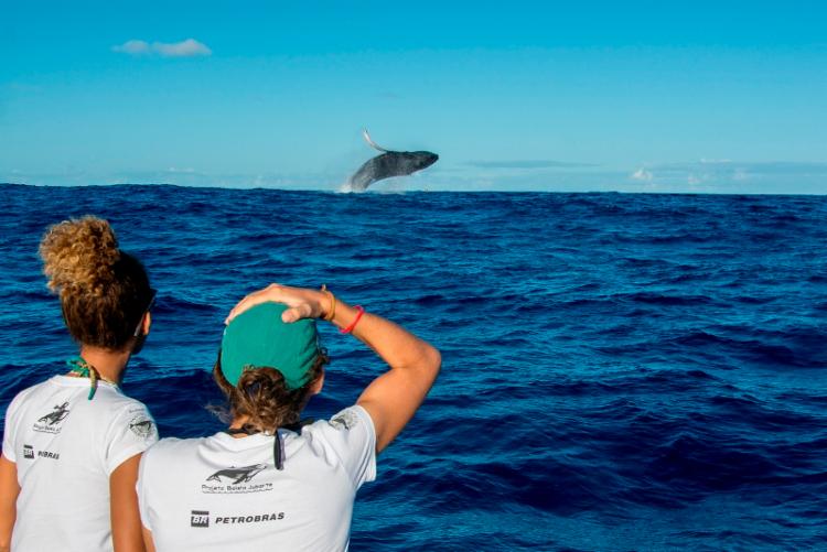 Temporada das baleias jubartes deve atrair até 15 mil turistas ao litoral baiano
