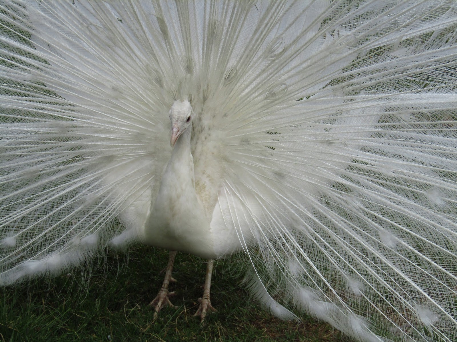 白孔雀，美丽的羽毛，草 1242x2688 iPhone 11 Pro/XS Max 壁纸，图片，背景，照片