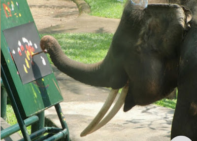 Bermain dengan Gajah di Elephant Safari Park Desa Taro, Tegallalang, Bali