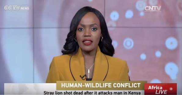 VIDEO: Television Kenya Zanasa Jinsi Simba Aliyetoroka Mbugani Nairobi Alivyouwawa Kwa Risasi Uraiani
