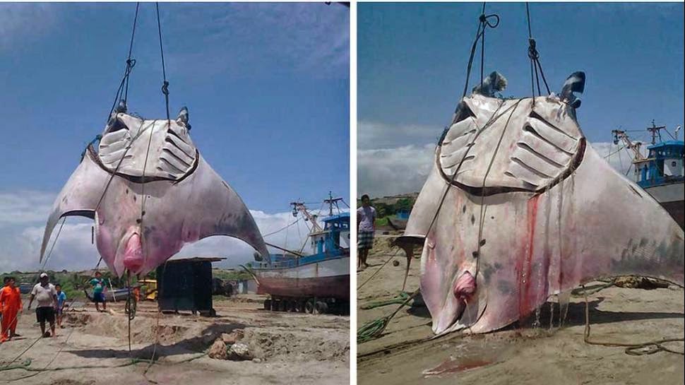Mantarraya Ciuleta Ilusión de Pescar: Pescaron Mantaraya de 1000 kilos