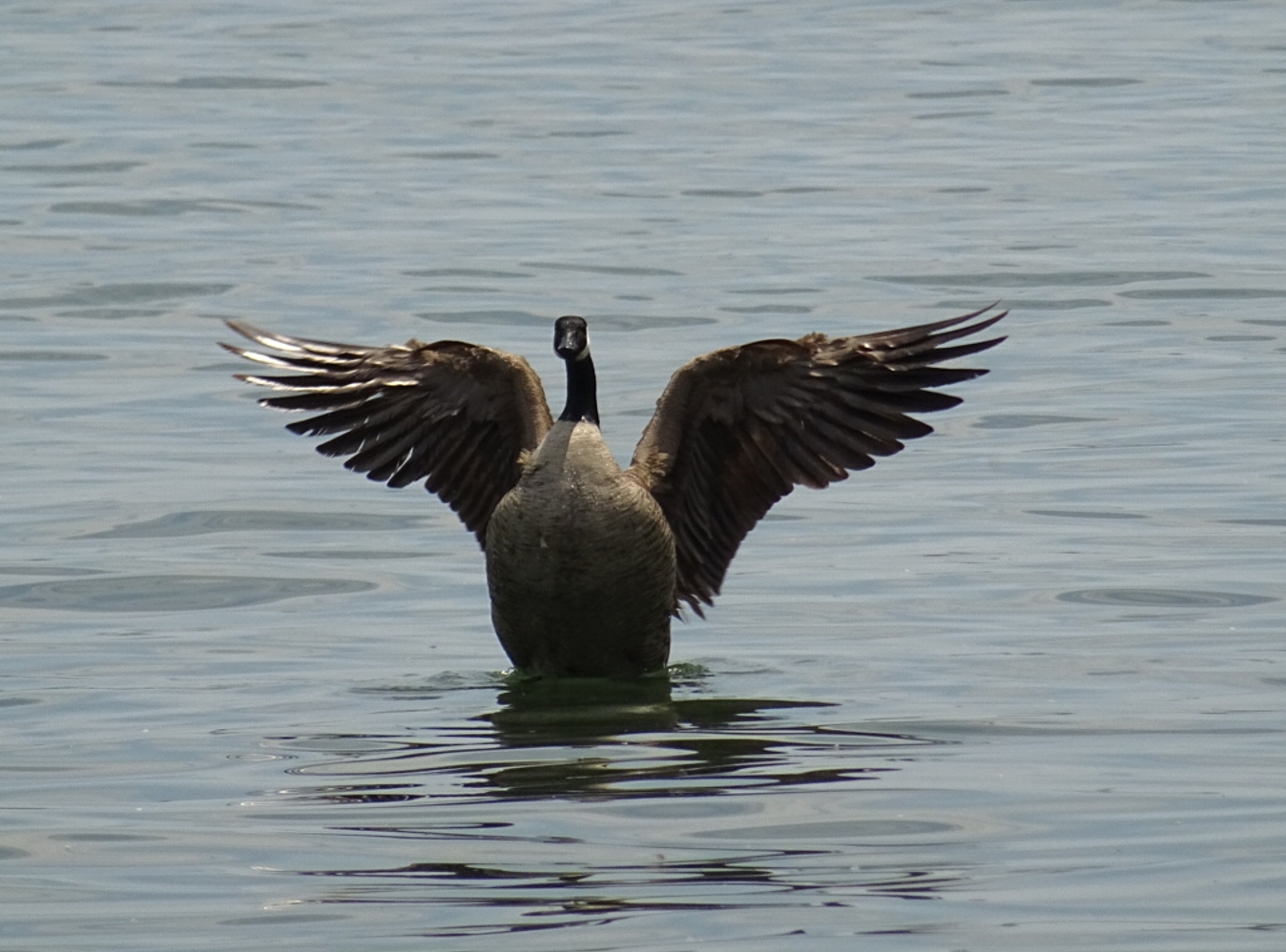 osprey wingspan osprey wingspan