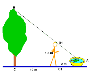 Come sapere quanto alto albero (metodi pratici)