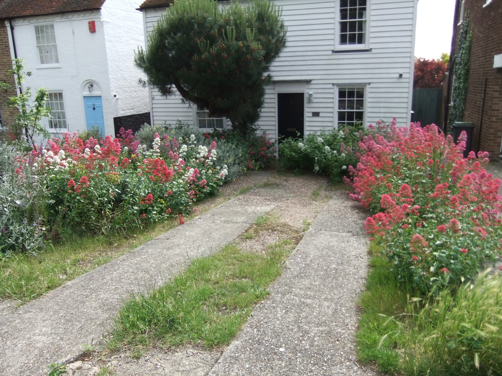 Ramblings from an English Garden Whitstable, Kent