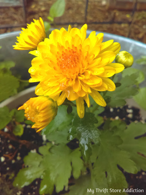 yellow mums