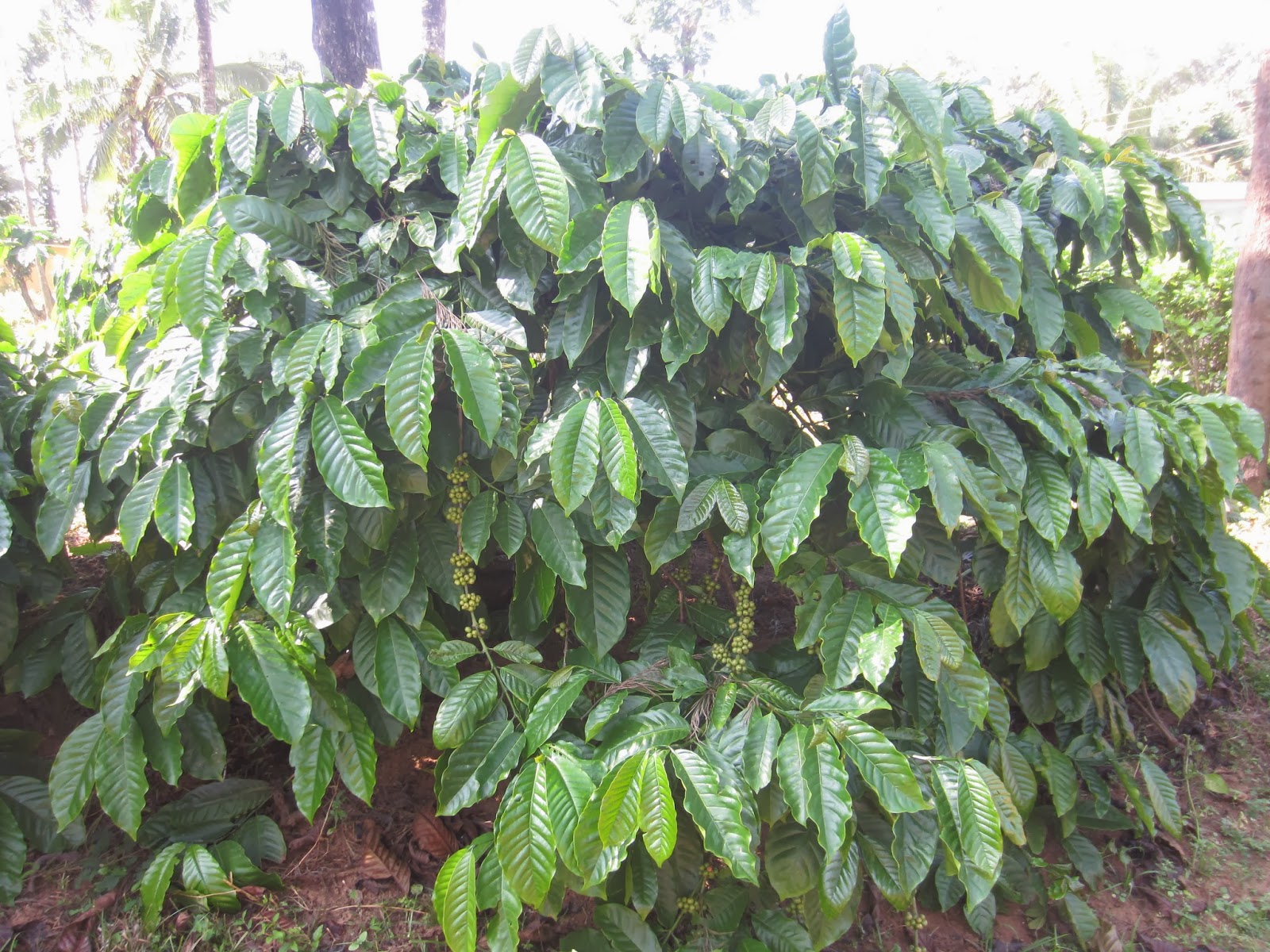 My World Coffee Plantation in Sakleshpur