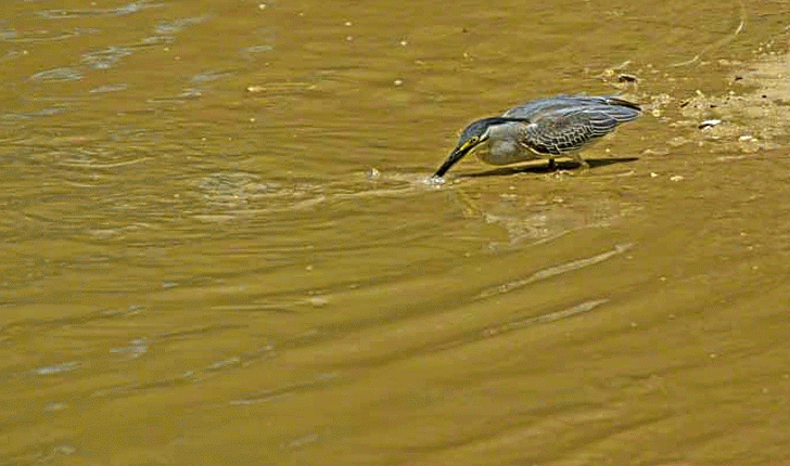Striated Heron catching fish