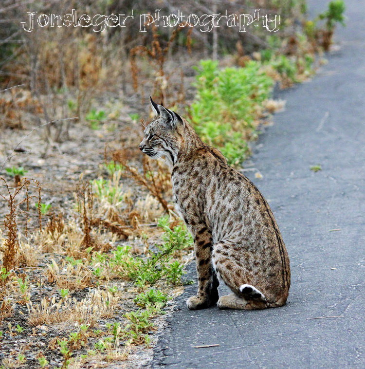 Northern Illinois Birder Lynx / Bobcats and Birds don't mix...