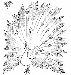 peacock coloring drawing pages simple peacocks colouring sketch printable drawings colour animal kid its outline open feather sketches template quill