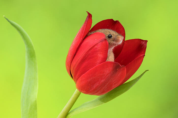 Photographer Tiptoed Through The Flowers To Capture Harvest Mice, And The Result Is Amazing