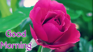 good morning good morning