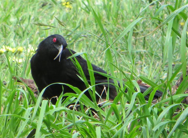 Majura birds: October 2012