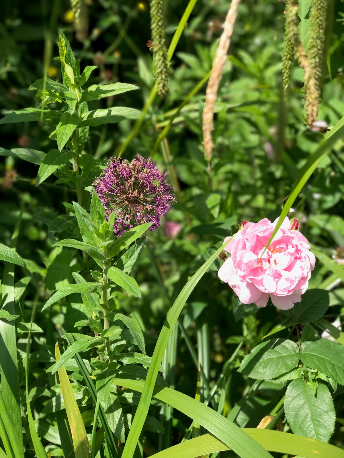 Annulus Plant The Secret Garden Secret You Need To Know - 8p645ei