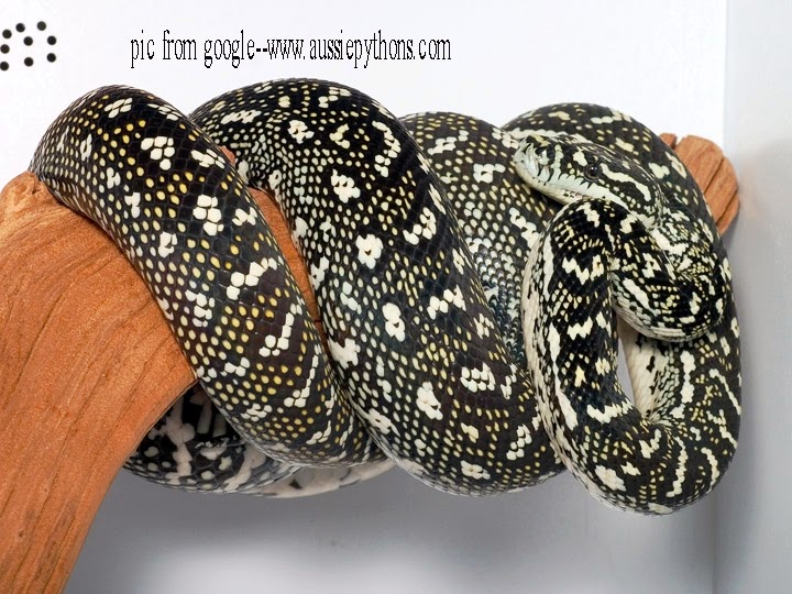 MY-PYTHONIDAE-NOTES: SEKILAS TENTANG - SINGKAT TENTANG - TENTANG - ular ...