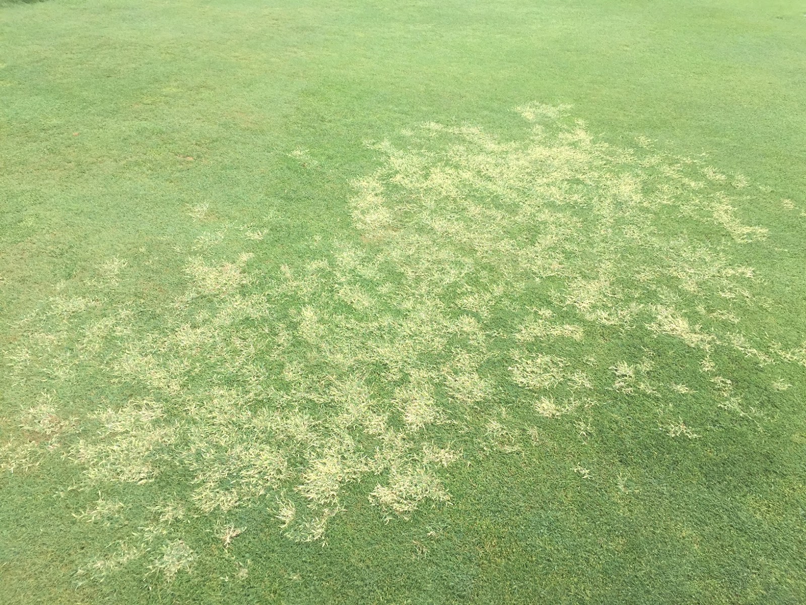 WVCCgreens Summertime Bermudagrass suppression in action.