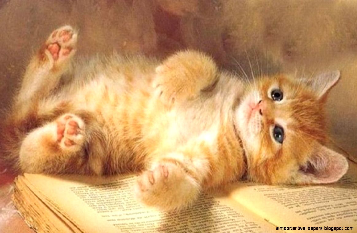 Sweet Kitty Little Cat Cute Tiger Cats Wallpaper Wide  Cats for