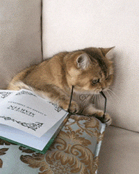 Кот книгочей