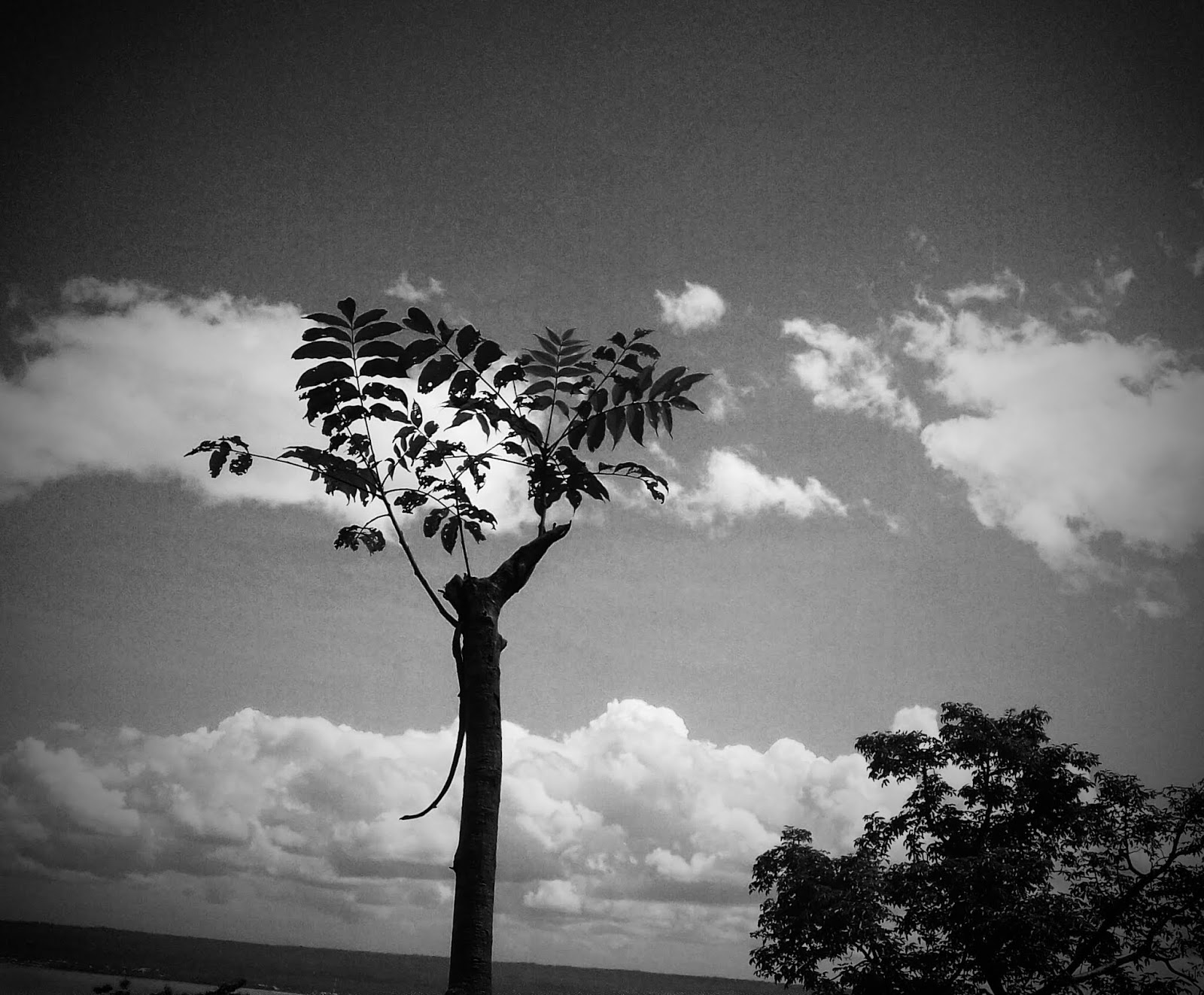 B w tumblr