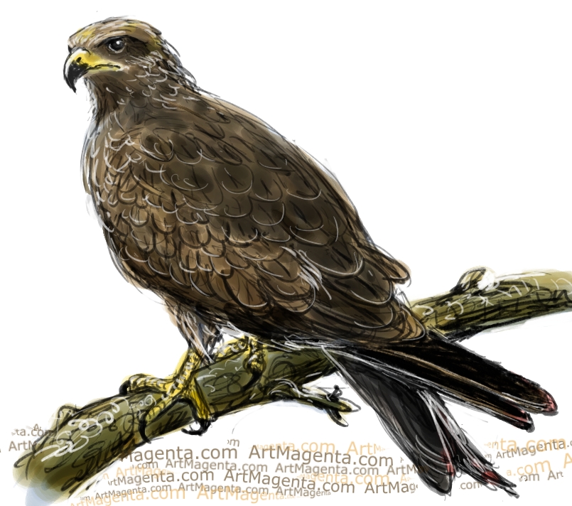 Black Kite sketch painting. Bird art drawing by illustrator Artmagenta
