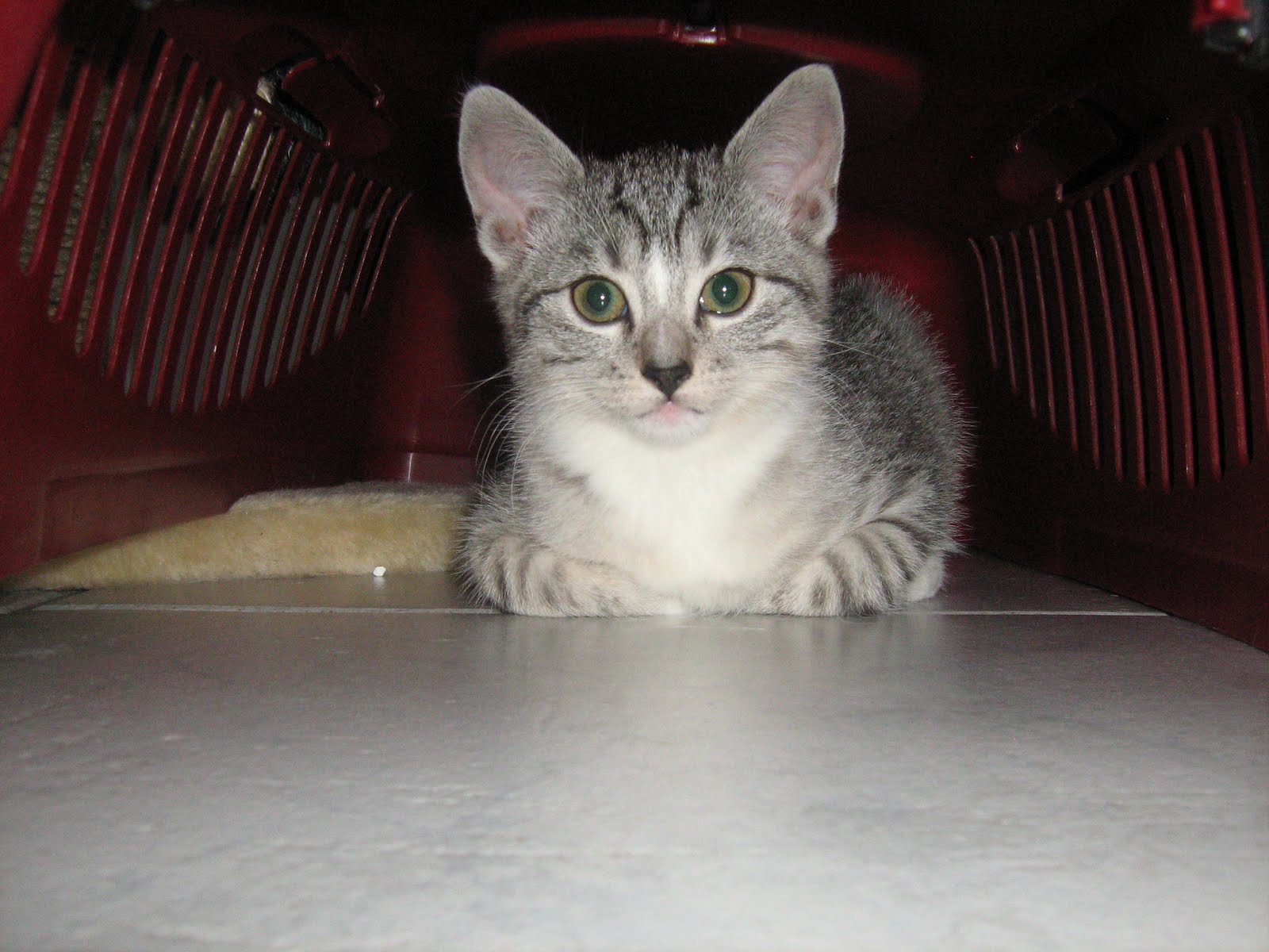 Toffels Kunterbunte Welt