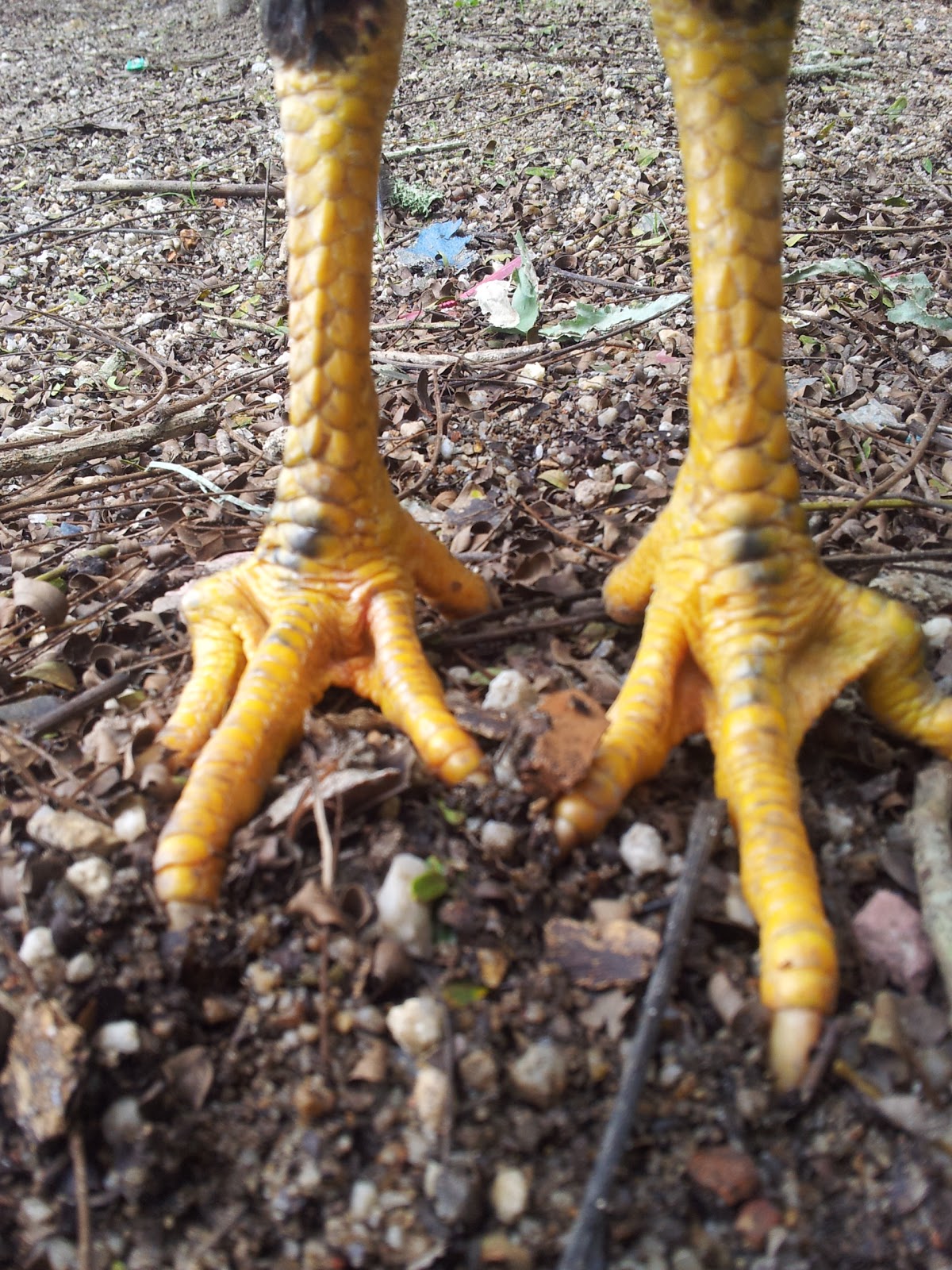 AYAM SABUNG MALAYSIA: sisik tapak dan naga menurun