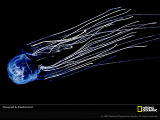 Jellyfish National Geographic Wallpaper