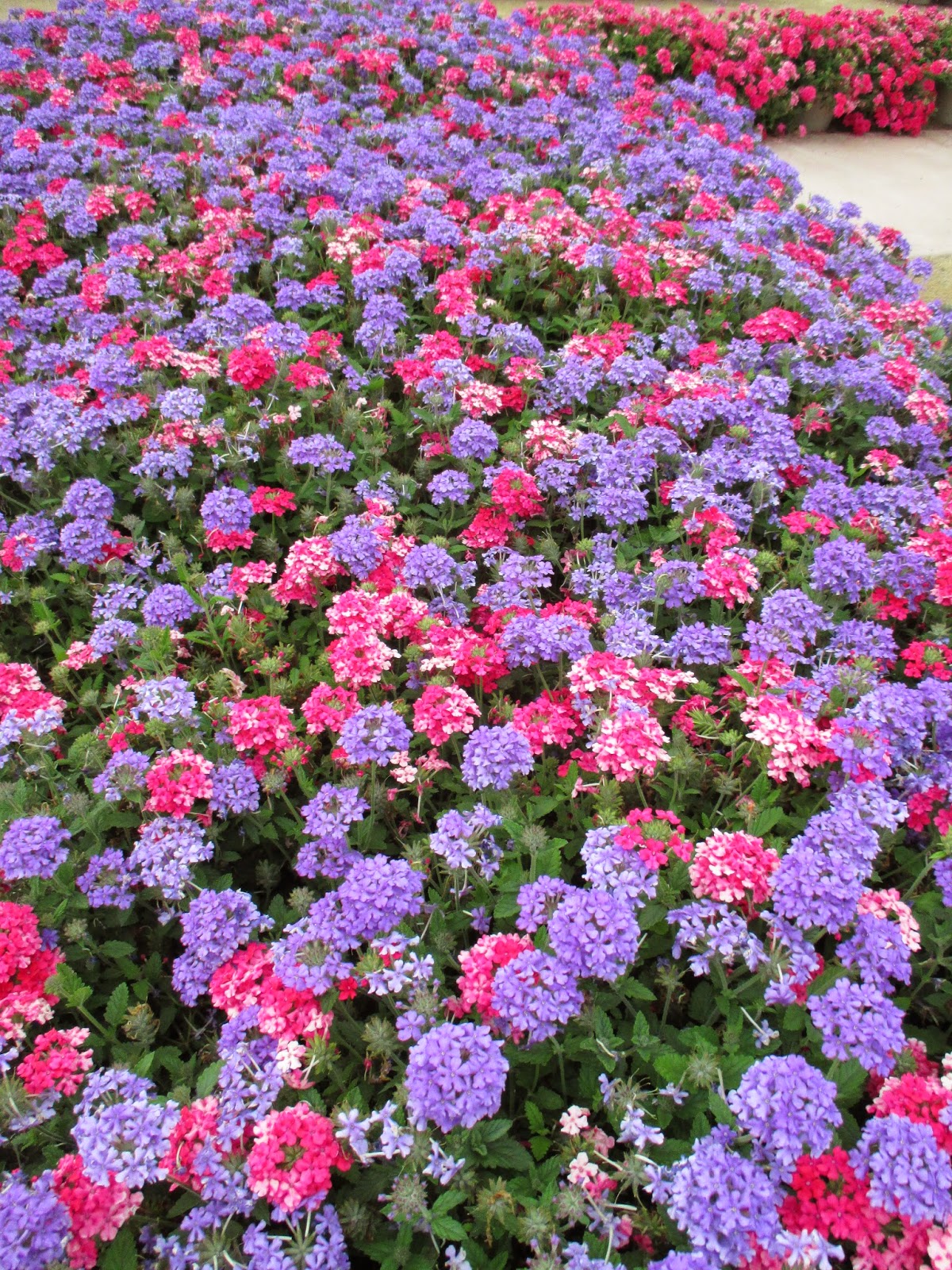 Вербена многолетка. Цинерария петуния алиссум. Вербена метельчатая. Вербена кварц бордо. Вербена endurascape pink.