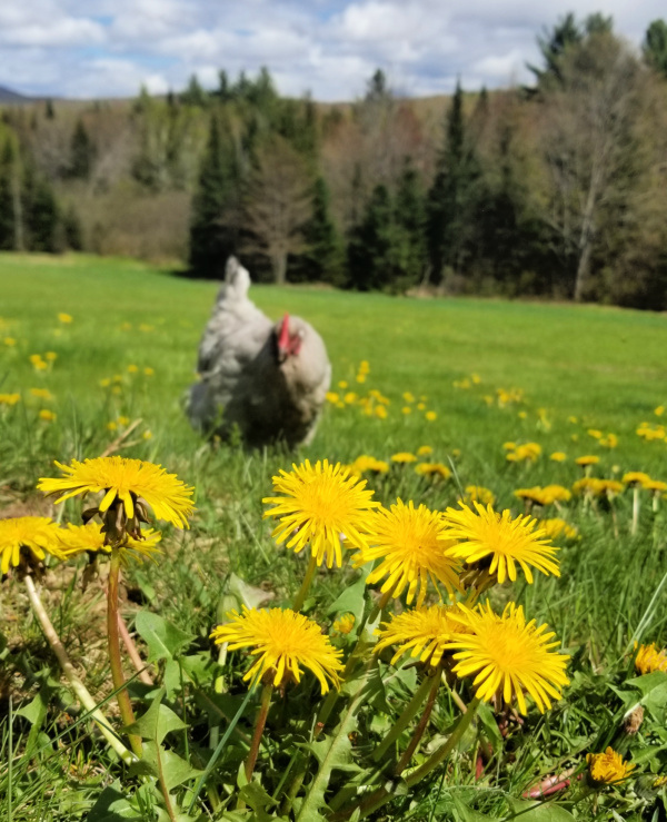 The Health Benefits of Dandelions for Chickens and Ducks Fresh Eggs Daily® with Lisa Steele