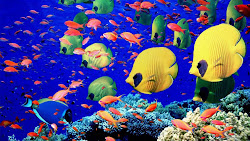 fish sea fishes animals wallpapers hd ocean pretty creatures underwater beauty animal background under most deep wonderful lovely lots fishing