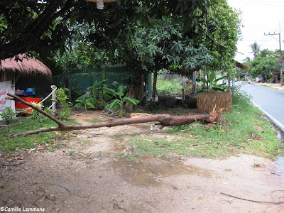 Tree toppled over by storm