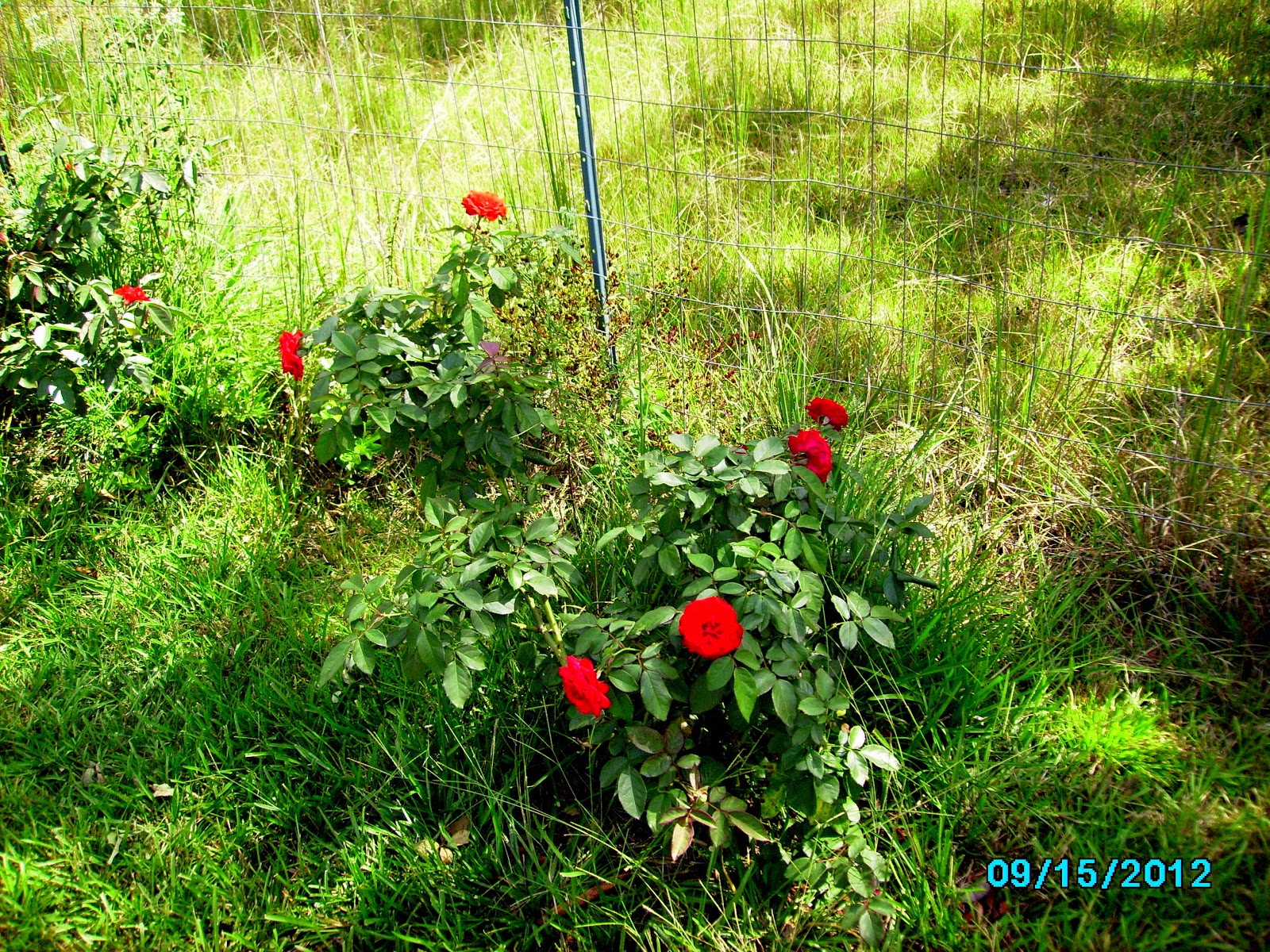 Alabama Rose and Flower Garden from a NonGreen Thumb Why aren't my