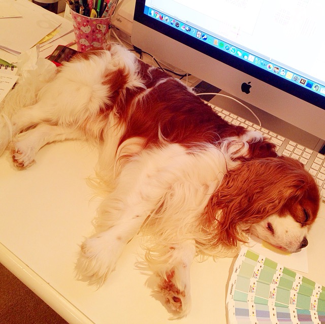 Baxter the Cavalier King Charles Spaniel napping on a desk with a Pantone book in front of an iMac