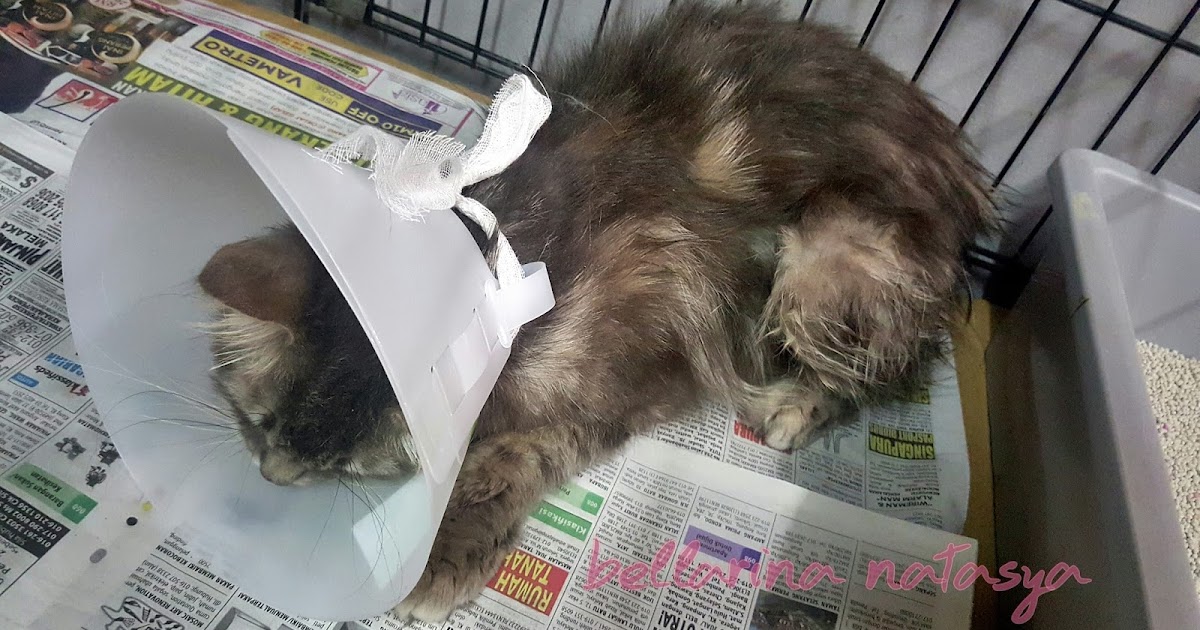 Ini Adalah Bellarina Natasya Pyometra In Cats Muezza Kena Pyometra