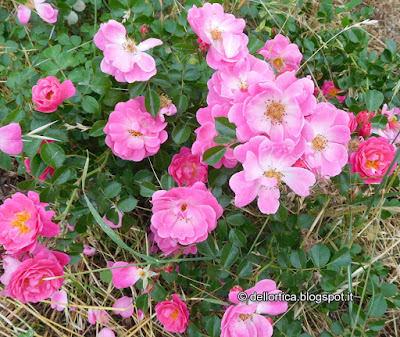 rosa magic meidiland confetture di rose petali essiccati cinorrodi per tisane e tanto altro nella fattoria didattica dell ortica a Savigno Valsamoggia Bologna in Appennino vicino Zocca
