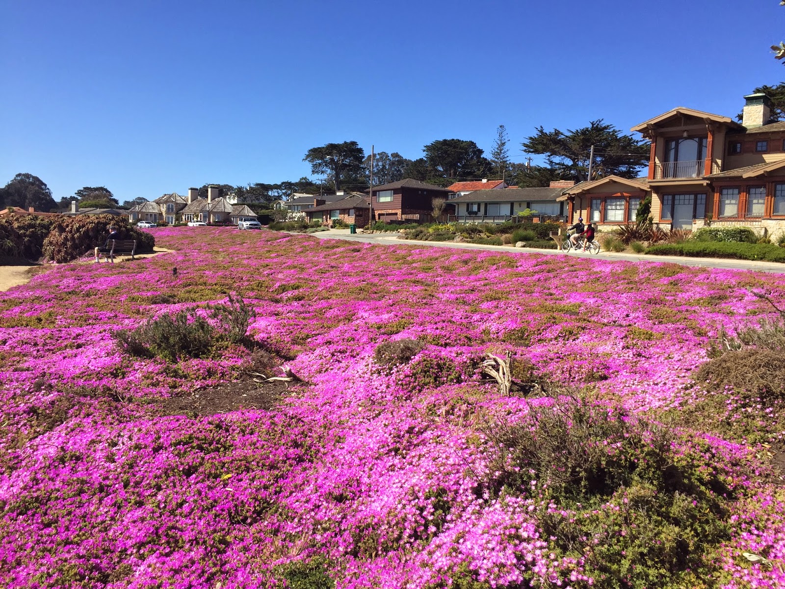 Travel M Girl Pacific Grove in Bloom