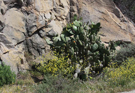 Native plants Native plants
