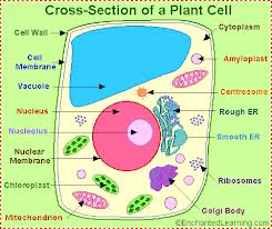 SPM: BIOLOGY FORM 4 CHAPTER 2 ( 1 )