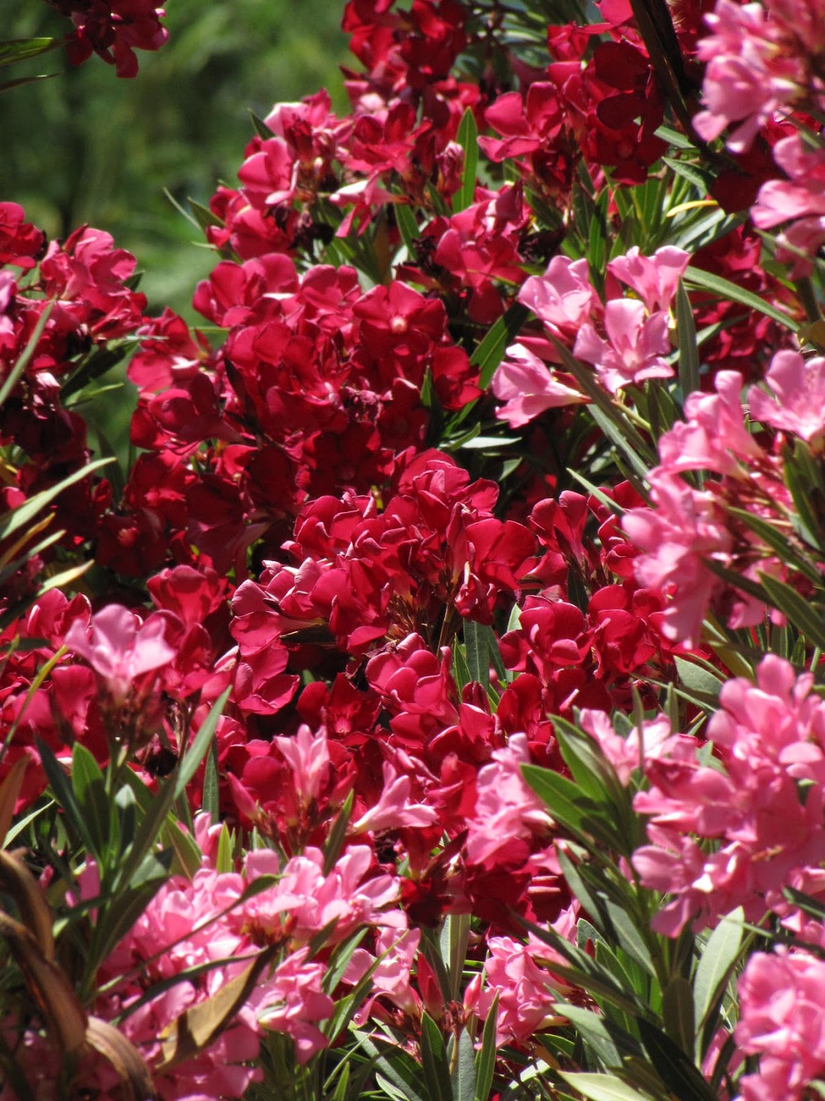 Desert Colors: Cinco de Mayo