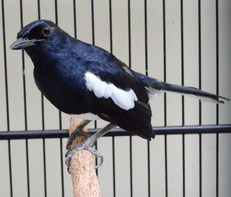 2 Cara Melihat Umur Burung Kacer Yang Sudah Terbukti Kicau Mania