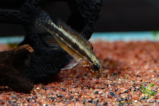 Apistogramma sp. miua / Igarape Miua