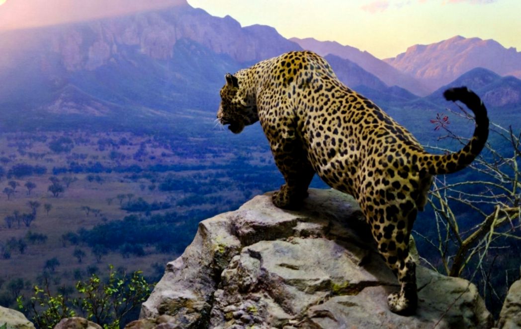 Free photo of Mountain Jaguar Wallpaper StockKite