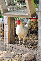 chicken coop chickens thirteen lessons cobble learned farm hill run lifeatcobblehillfarm daisy weekend outside coops door roof open stfi re