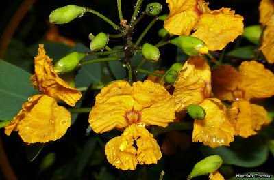 Argentina nativa: Tipa blanca (Tipuana tipu)