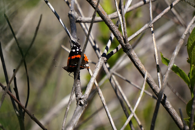 Red Admiral